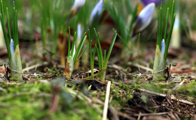 Crocus (plural: crocuses or croci) is a genus of flowering plants in the iris family. Flowers close-up on a blurred natural background. The first spring flower in the home garden