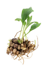 Sand Ginger or Kaempferia galanga rhizome and trees isolated on  white background.