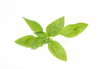 Sweet basil brach green leaves isolated on white background.top view,flat lay.