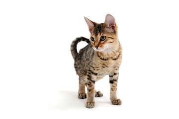 A purebred smooth-haired cat stands on a white background