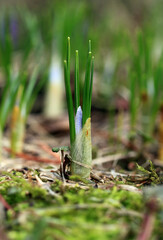 Crocus (plural: crocuses or croci) is a genus of flowering plants in the iris family. Flowers close-up on a blurred natural background. The first spring flower in the home garden