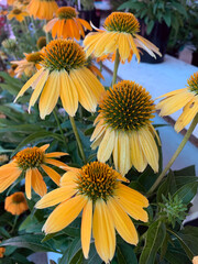 Yellow, Golden Echinacea flower also know as Cone Daisy presented in pots on shelf