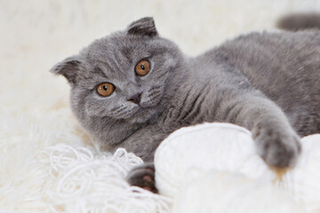 a lop-eared Scottish cat plays with balls of yarn. An animal on a white background. fun for pets