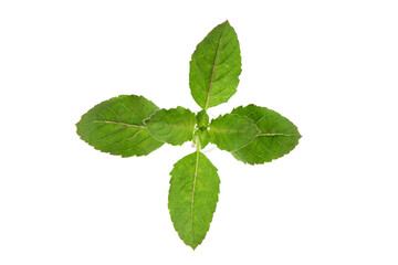 Holy basil or Sacred basil isolated on white background.top view,flat lay.