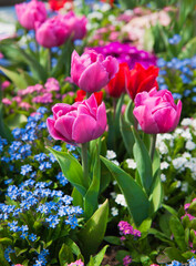 Colorful spring flowers in the garden: Tulips, daisy, cammomile