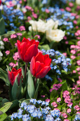 Colorful spring flowers in the garden: Tulips, daisy, cammomile