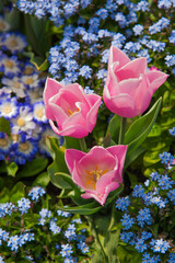 Colorful spring flowers in the garden: Tulips, daisy, cammomile