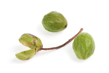 Terminalia chebula or chebulic myrobalans, fruits isolated on white background.