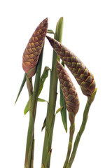 Zingiber zerumbet, rhizomes and flowers isolated on white background.