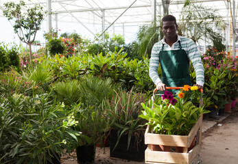 Successful African-American gardener working in greenhouse, pushing cart with blooming potted plants