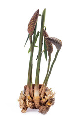 Zingiber zerumbet, rhizomes and flowers isolated on white background.