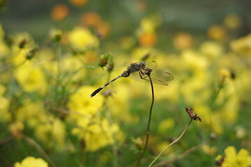 green dragonfly in the cosmos caudatus flower garden. dragonflies perching among the blooming yellow flowers