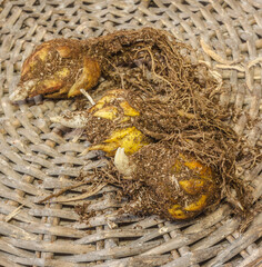 Three Martagon lily bulbs to weave circle with the sprout