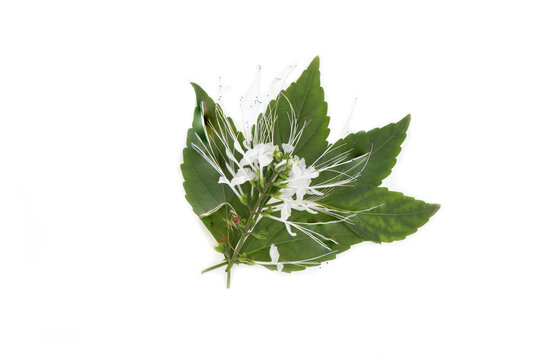 Orthosiphon aristatus,flowers and green leaves isolated on white background.