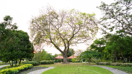 Tree in the park in Thailand