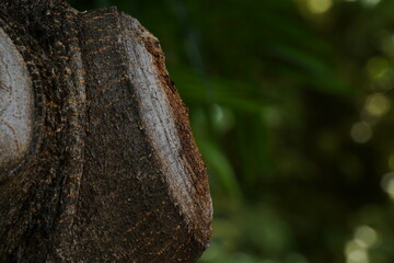 Trees with traces of cut.