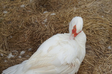 White duck cleaned its feathers in the coop in Thailand.