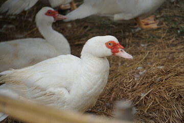 White duck In the coop in Thailand.