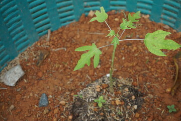 Young papaya tree grow in plastic basket.