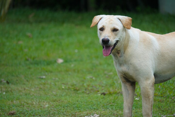 Close up White labrador in garden