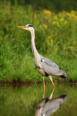 The grey heron (Ardea cinerea) standing in the water. A large heron with  green background. Great...