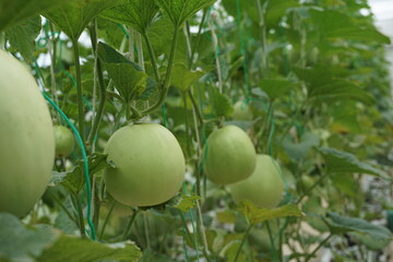 Japanese melons or green melons and cantaloupe melons plants growing in organic farm