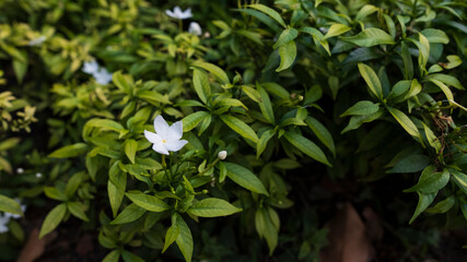 Jasmine flower in the garden in Thailand