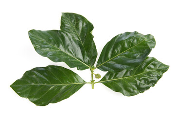 Branch noni fruit and green leaves isolated on white background.