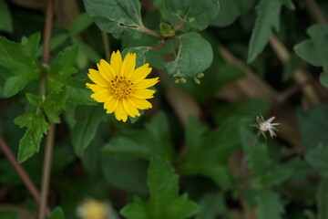 Macro shot of a beautiful and vibrant Singapore dailsy flower. yellow​ Singapore dailsy flower​ on a green background. In the tropical garden. Real nature flowers.