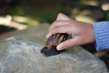 small child's hand takes the snail on the rock. play with cone shell animals