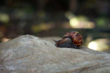 a snail walking on a rock. wild snails move around in search of food. slow-moving animal shells