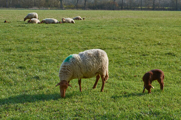 mouton et agneau solognot