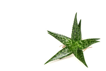 Aloe vera tree isolated on white background.top view,flat lay.