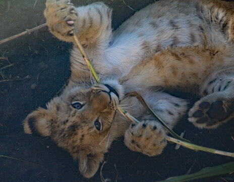 lion cub chewing on a stick