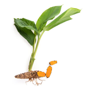 Zedoary or Curcuma zedoaria rhizome and tree isolated on white background.