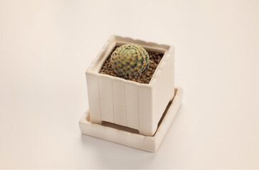 mammillaria schiedeana cactus pots