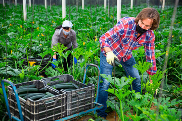 russian farmers with face masks picking crop of marrow in their greenhouse