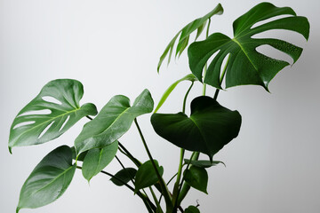 Beautiful home flower monstera deliciosa on a gray wall background. Large leaves of the Monstera house plant - obrazy, fototapety, plakaty