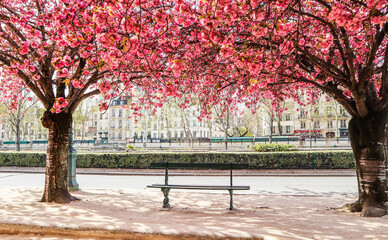 Beautiful blooming sakura or cherry trees with pink flowers on the street of Paris in spring.
