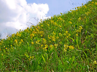 Wild yellow primula flowers blooming on the sunny lawn of steep slope hill
