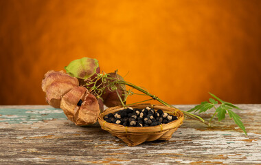 Balloon vine or cardiospermum halicacabum fruits and seeds on an orange background.