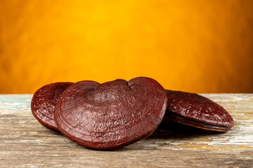 Reishi or lingzhi mushroom on orange background.