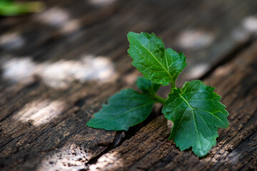 Patchouli or Pogostemon cablin green leaves an on old wood background.