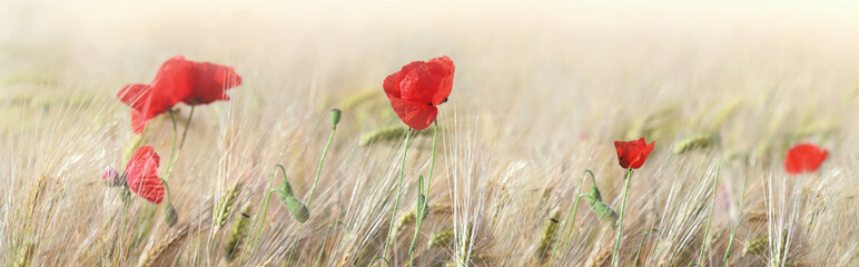 Fototapety  panoramic view on  red poppies flowers blooming in a cereal field