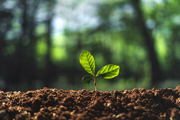 Small tree concept and tree planting