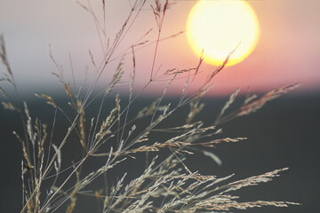 Dawn in the field. In the foreground, stalks of grass against the background of the sun and the colorful sky.