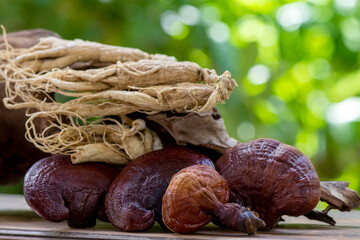 Reishi or lingzhi mushroom and ginseng on nature background.