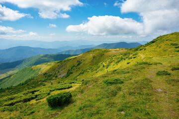 Fototapeta na wymiar hills of the mountain rolling in to the distance. summer landscape of the black ridge in the eastern carpathians, ukraine. sunny scenery with fluffy clouds on the blue sky
