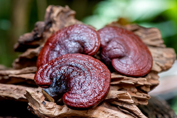 Reishi or lingzhi Mushroom on nature background.