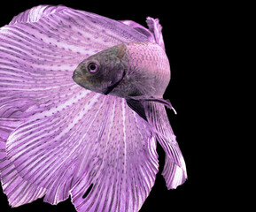 siamese fighting fish isolated in black